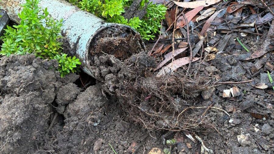Tree roots growing out of the end of a root-damaged drain pipe dug up in a Cherrybrook garden