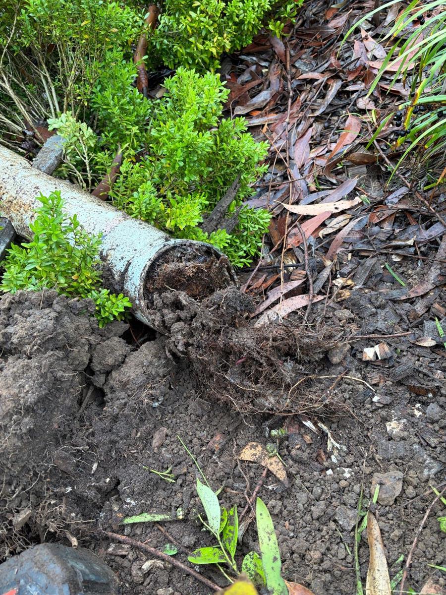 Tree roots growing out of the end of a root-damaged drain pipe dug up in a Cherrybrook garden